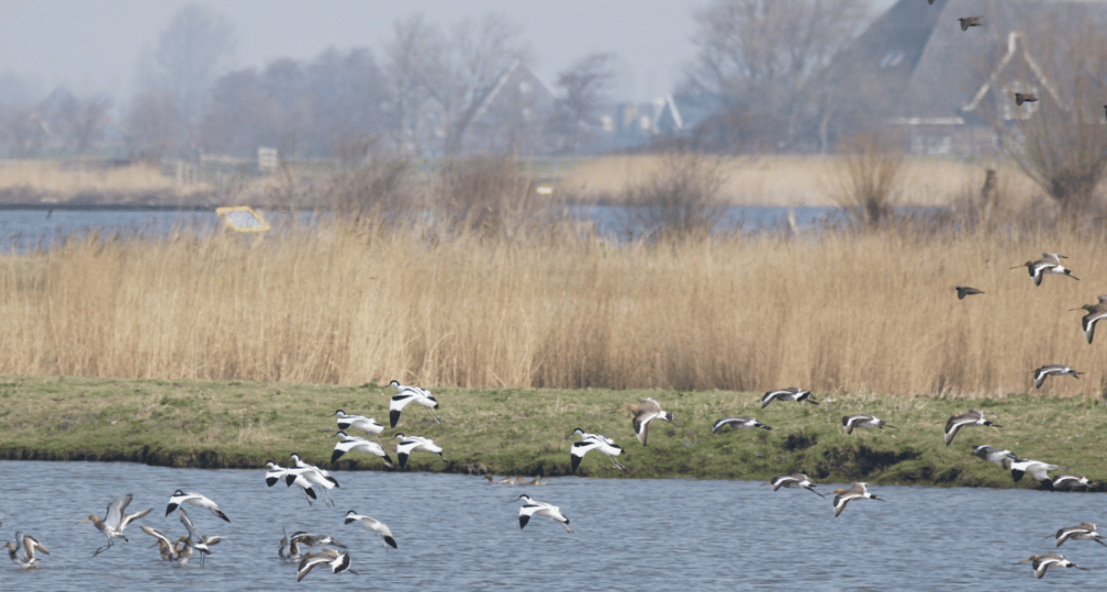 Wintergasten in de Eilandspolder