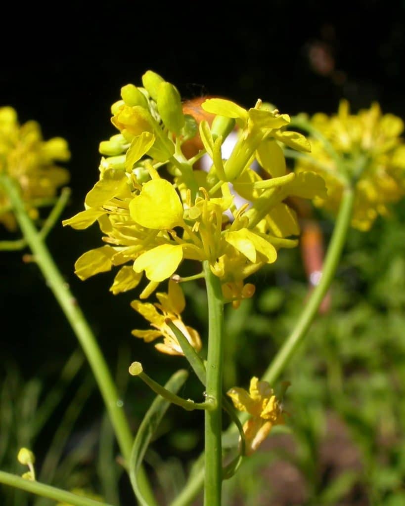 mosterdplant