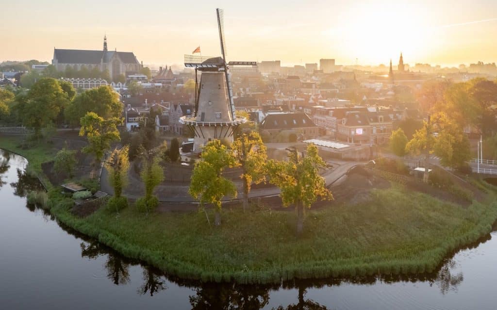 De gesnoeide bomen voor de Molen van Piet hebben weer groene bladeren. De stad ontwaakt met de ochtendzon. Foto Erik Boschman 2025.