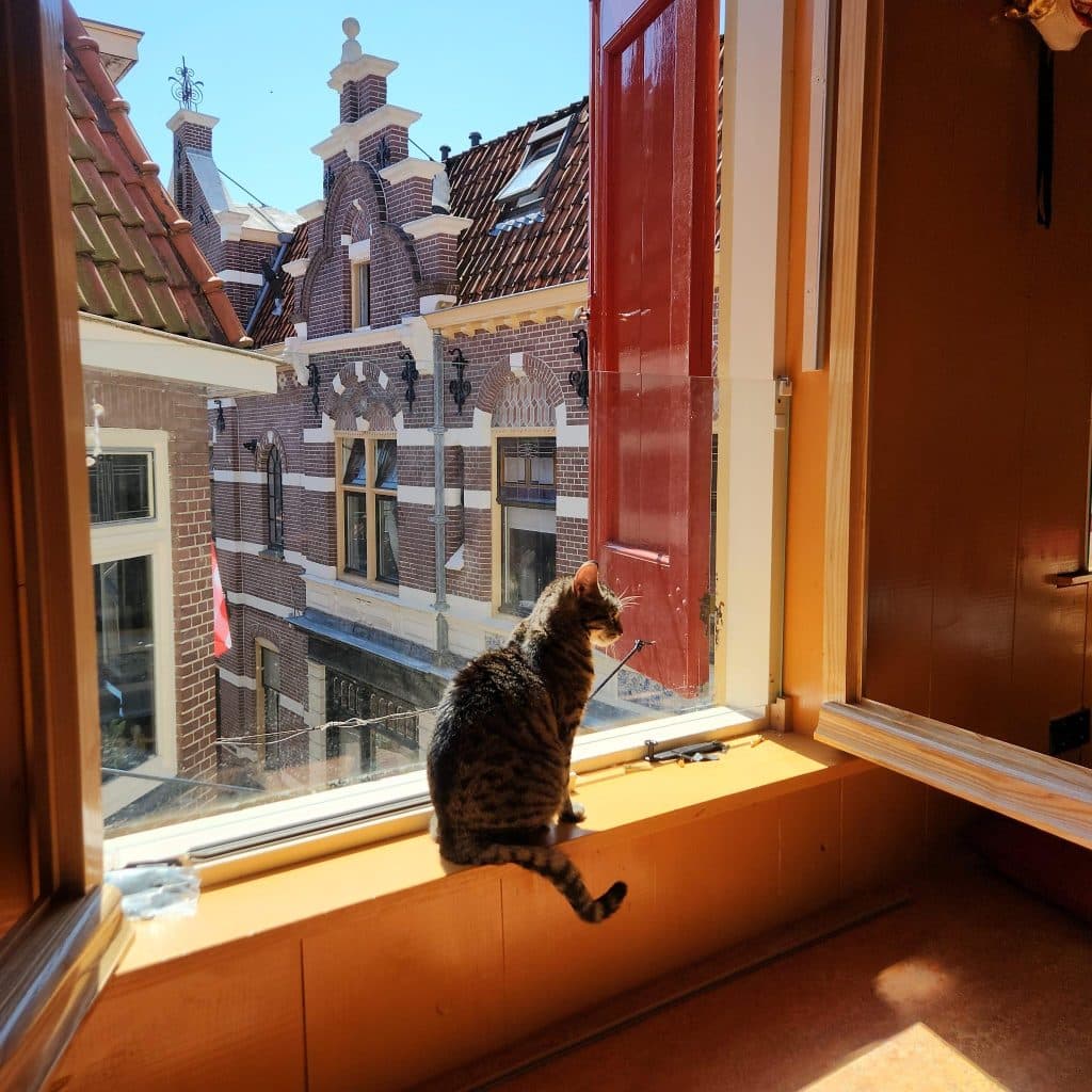 De poes geniet van de zon op de vensterbank van de woonkeuken van het Smalste Huisje. 2025.