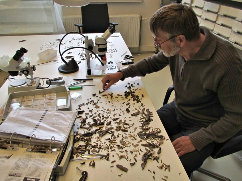 Specialist in zaden en dierlijk botmateriaal Sjaak Waterlander. In het archeologisch centrum.