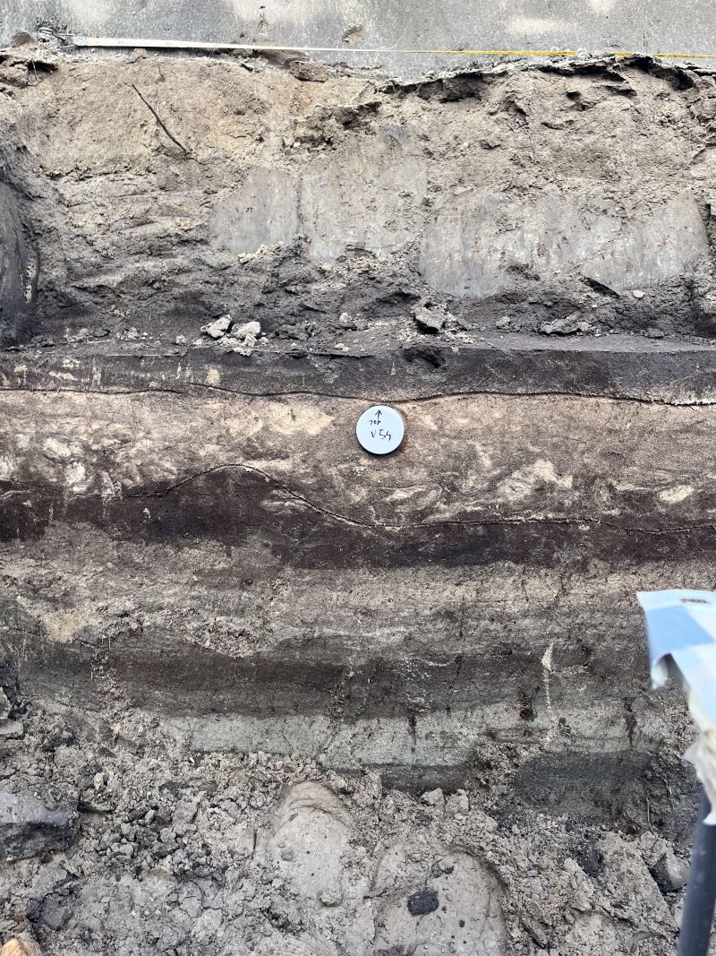 Een monsterbuis voor datering van het zand door Optisch Gestimuleerde hermoluminescentie (OSL) in een vertrappelde of vergraven laag zandig veen.