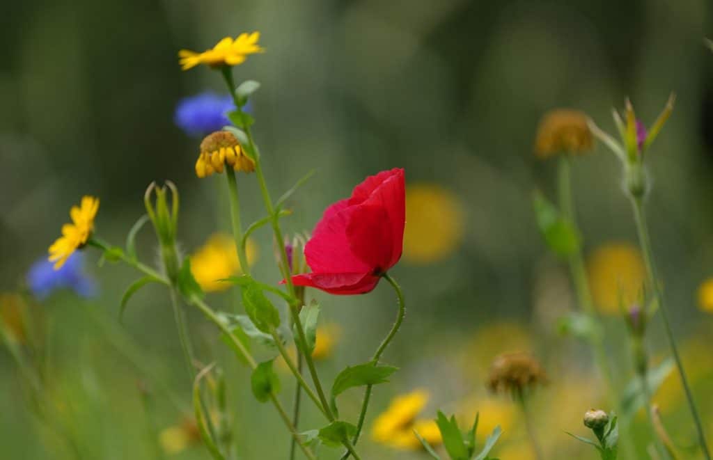 Een klaproos in Hortus Alkmaar. Foto Ria de Groot